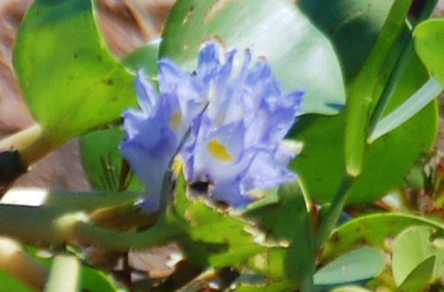 Brasile - foresta amazonica: Eichhornia sp.  e  Pontederia rotundifolia (Pontederiaceae)